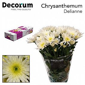 Rk/Chrysantema T Delianne White 70cm bílá