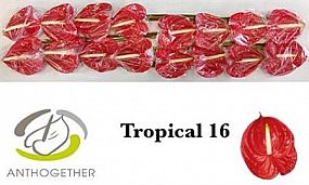 Rk/Anthuria Tropical 45cm/10 červená