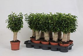 S/Ficus benj. Anastasia 65cm/6
