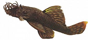 Akvarijní rybička Ancistrus species 3,5-4cm 8281