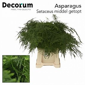 Rk/Asparagus Treefern 60cm
