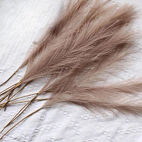 Dried Pampas Fluffy Bleached 70cm