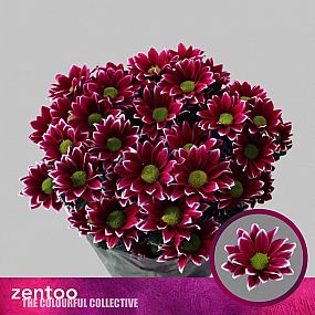 Rk/Chrysantema T Haydar 70cm fialová