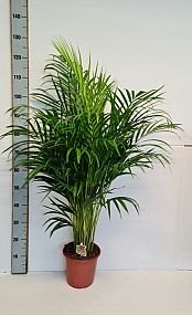 S/Dypsis lutescens 110cm/1