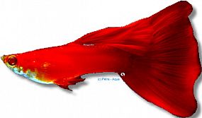 Akvarijní rybička Poecilia reticulata Male Red mix 3-4cm 6070 paví očko