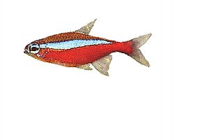 Akvarijní rybička Cheirodon axelrodi 2,5-3cm neonka červená 2232