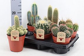 S/Cactus směs 15cm/6-8